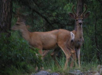 Low-light mule deer bucks. Chas S. Clifton
